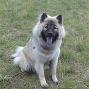 Eurasier Luna