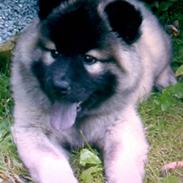 Eurasier Luna