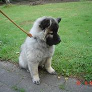 Eurasier Luna