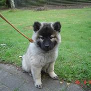 Eurasier Luna