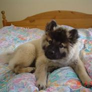Eurasier Luna
