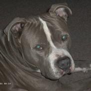 Amerikansk staffordshire terrier Rocco
