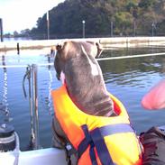 Amerikansk staffordshire terrier Rocco