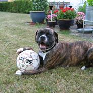 Amerikansk bulldog kalou