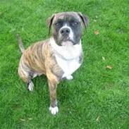 Amerikansk bulldog kalou