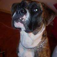 Amerikansk bulldog kalou