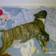 Amerikansk bulldog kalou