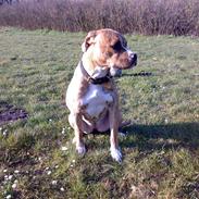 Amerikansk bulldog Shila 