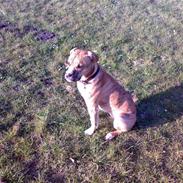 Amerikansk bulldog Shila 