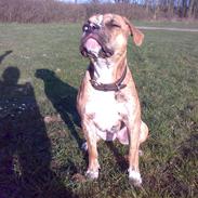 Amerikansk bulldog Shila 