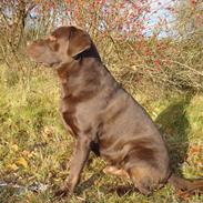 Labrador retriever Moselund´s Campino