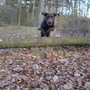 Labrador retriever Moselund´s Campino
