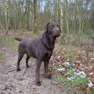 Labrador retriever Moselund´s Campino