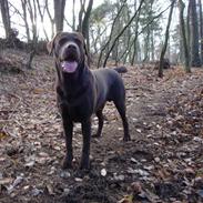 Labrador retriever Moselund´s Campino