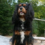 Cavalier king charles spaniel Bolette