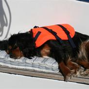 Cavalier king charles spaniel Bolette