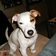 Jack russell terrier "Oliver"