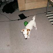 Jack russell terrier "Oliver"