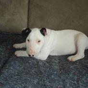 Bullterrier Røntved´s Holger