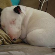 Bullterrier Røntved´s Holger