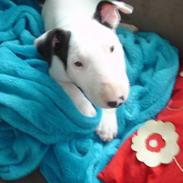Bullterrier Røntved´s Holger