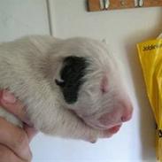 Bullterrier Røntved´s Holger