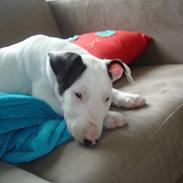 Bullterrier Røntved´s Holger