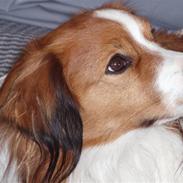 Kooikerhondje Baloo