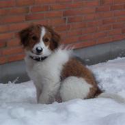 Kooikerhondje Baloo