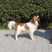 Kooikerhondje Baloo