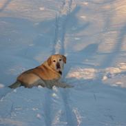 Labrador retriever Lucky