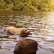 Labrador retriever Drumbeat Bossa Nova 