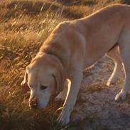 Labrador retriever Lucky