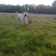 Labrador retriever Drumbeat Bossa Nova 