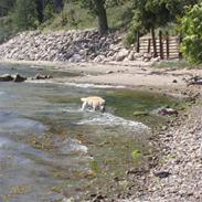 Labrador retriever Lucky