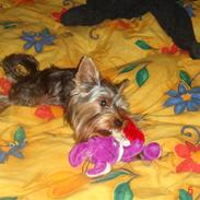 Yorkshire terrier Victor