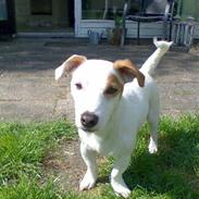 Jack russell terrier "Oliver"