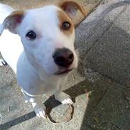 Jack russell terrier "Oliver"