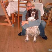 Engelsk springer spaniel Sammy