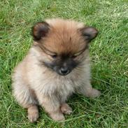 Pomeranian Nala