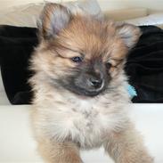 Pomeranian Nala