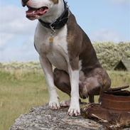 Amerikansk staffordshire terrier Balto