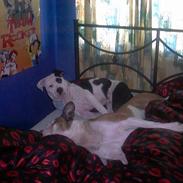 Amerikansk bulldog Toyson