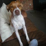 Dansk svensk gaardhund Sigurd Solgt. :'( <3