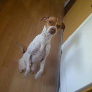 Dansk svensk gaardhund Sigurd Solgt. :'( <3