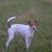 Dansk svensk gaardhund Sigurd Solgt. :'( <3