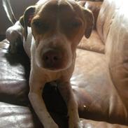 Dansk svensk gaardhund Sigurd Solgt. :'( <3