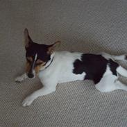 Jack russell terrier Tara R.I.P