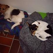 Jack russell terrier Tara R.I.P