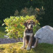 Cane corso capello 